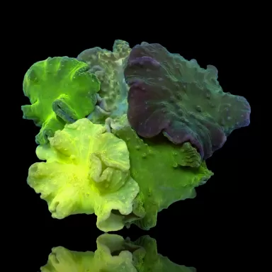 Sinularia Dura Garden Kopen ? Coralandfishstore.nl