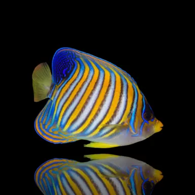 Pygoplites Diacanthus | Coralandfishstore.nl