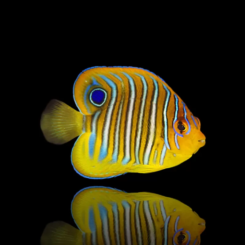 Pygoplites Diacanthus | Coralandfishstore.nl