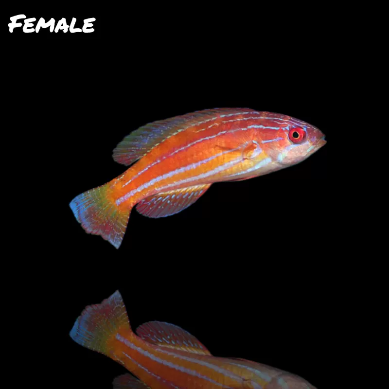 Paracheilinus attenuatus