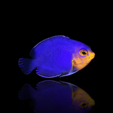 Kaufen Sie Centropyge Argi ?| Coralandfishstore.nl