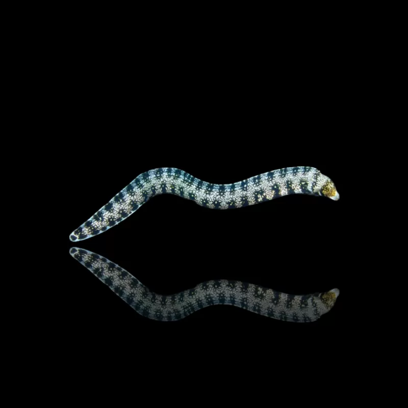 Möchten Sie Echidna nebulosa (S) kaufen? l Coralandfishstore.nl