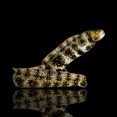 Möchten Sie Echidna nebulosa (S) kaufen? l Coralandfishstore.nl