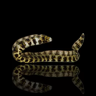 Möchten Sie Echidna nebulosa (S) kaufen? l Coralandfishstore.nl