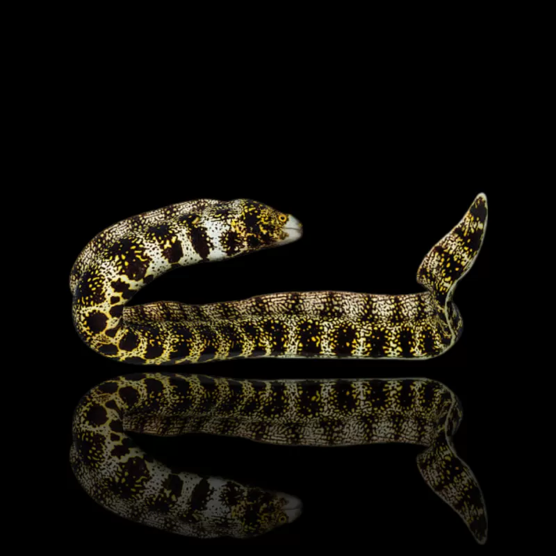 Möchten Sie Echidna nebulosa (S) kaufen? l Coralandfishstore.nl