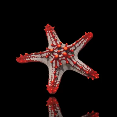 Protoreaster Linckii – roter Knotenseestern? Coralandfishstore.nl