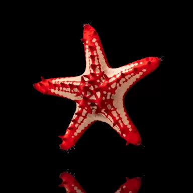 Protoreaster Linckii – roter Knotenseestern? Coralandfishstore.nl