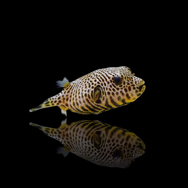 Arothron Stellatus kaufen?| Coralandfishstore.nl