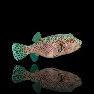 Arothron Stellatus kaufen?| Coralandfishstore.nl