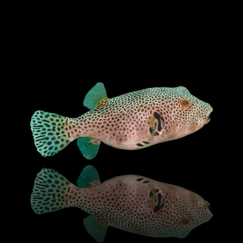 Arothron Stellatus kaufen?| Coralandfishstore.nl