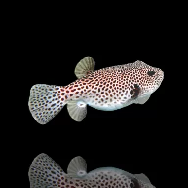 Arothron Stellatus kaufen?| Coralandfishstore.nl