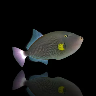 Melichthys Vidua Kaufen ?| Coralandfishstore.nl