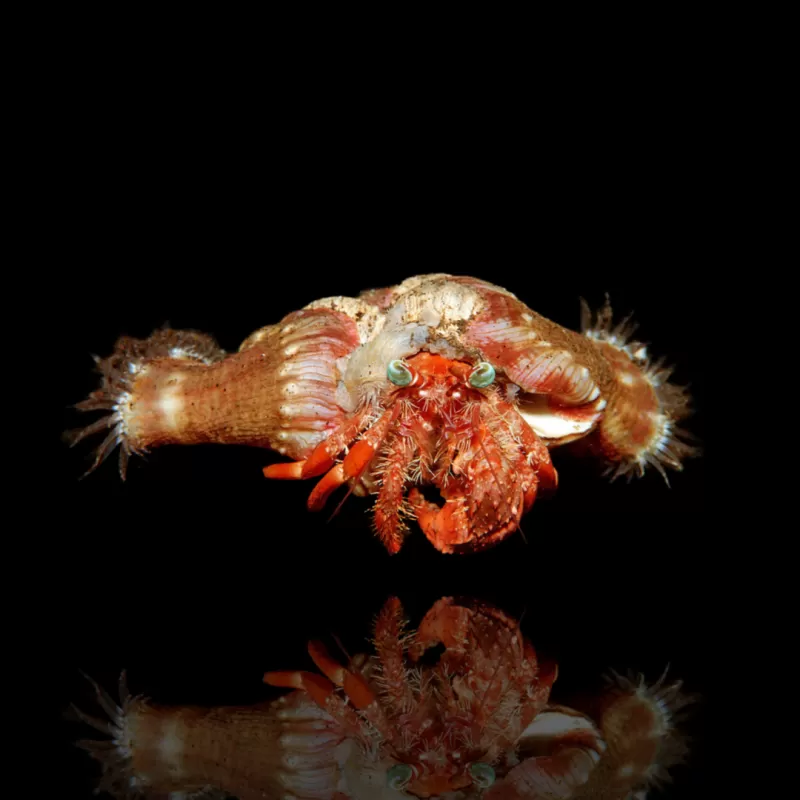 Möchten Sie Dardanus Pedunculatus - Anemonen-Einsiedlerkrebs kaufen? | Coralandfishstore.nl