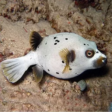 Möchten Sie Arothron Nigropunctatus - Dogface kaufen? l Coralandfishstore.nl