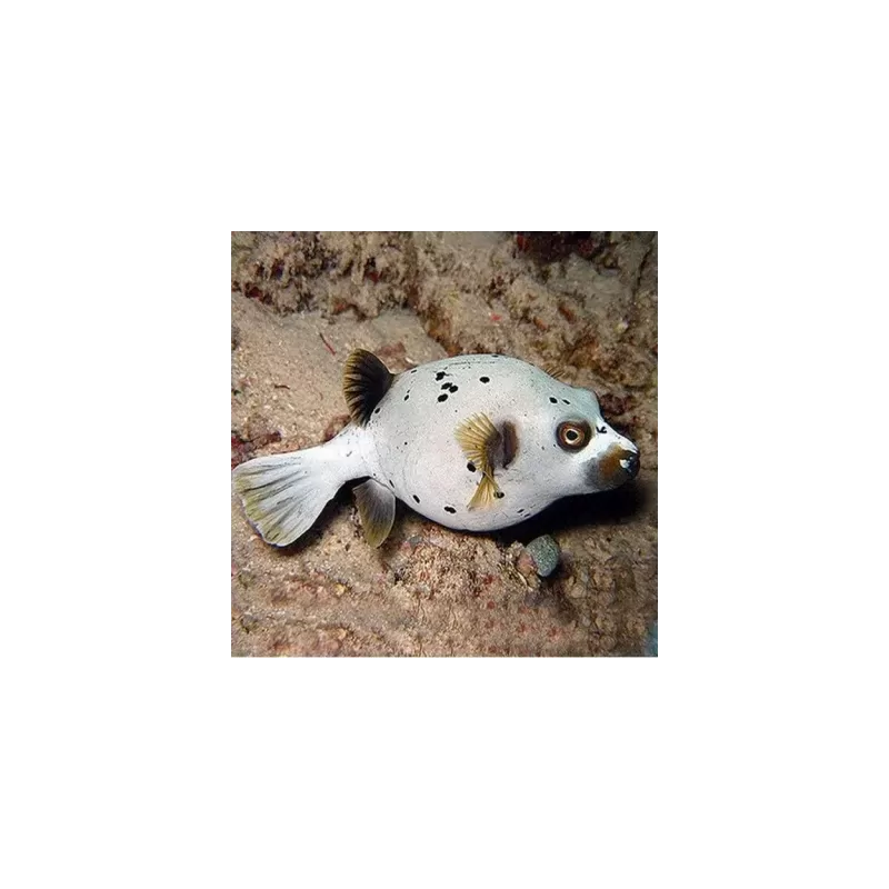 Möchten Sie Arothron Nigropunctatus - Dogface kaufen? l Coralandfishstore.nl