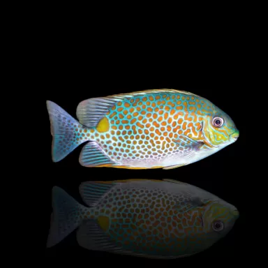 Möchten Sie Siganus Guttatus – Goldfleck-Kaninchenfisch kaufen? Coralandfishstore.nl