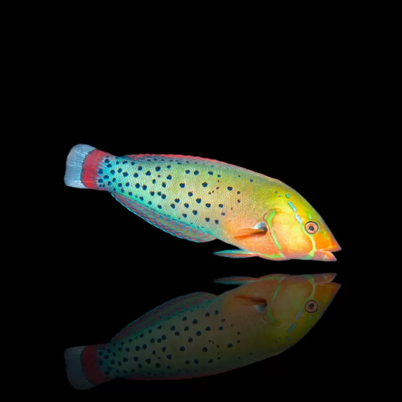 Möchten Sie Coris Formosa kaufen? | Coralandfishstore.nl