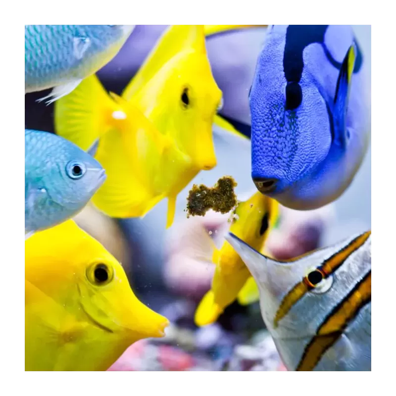 Möchten Sie Easy Masstick 40 g bestellen? l Coralandfishstore.nl