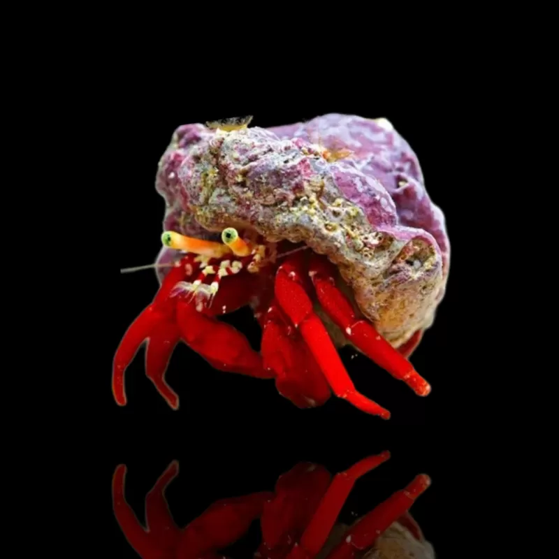 Paguristes , roodpotig hermietkreeftje | Coralandfishstore.nl