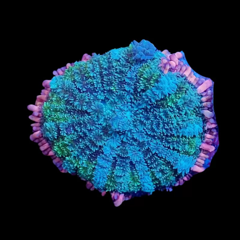 Möchten Sie Rhodactis Frankenstein kaufen? | Coralandfishstore.nl