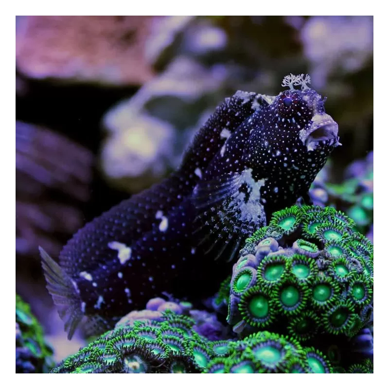 Möchten Sie Salarias Ramosus - Henkie-Fisch kaufen? Coralandfishstore.nl