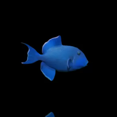 Möchten Sie Pseudobalistes Fuscus (M) bestellen? l Coralandfishstore.nl