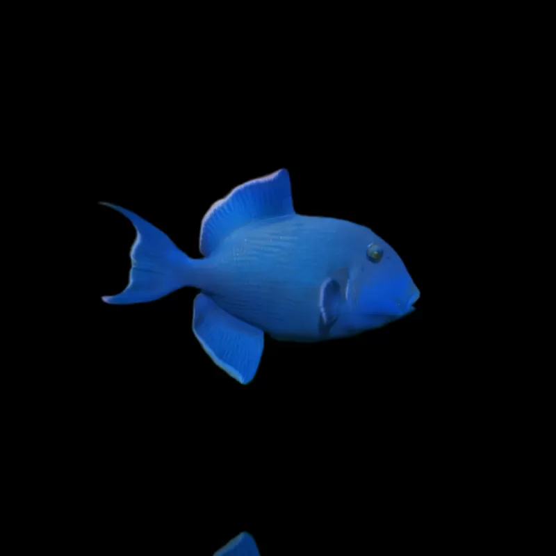 Möchten Sie Pseudobalistes Fuscus (M) bestellen? l Coralandfishstore.nl