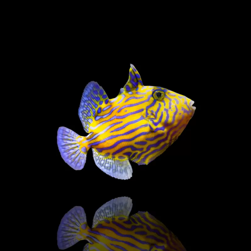 Möchten Sie Pseudobalistes Fuscus (M) bestellen? l Coralandfishstore.nl