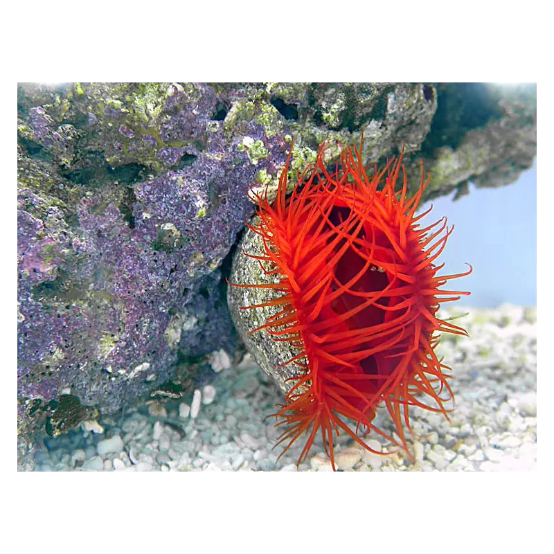 Möchten Sie Lima Scabra oder die Filetmuschel kaufen? | Coralandfishstore.nl