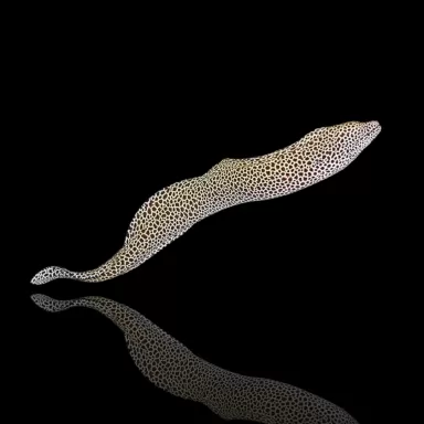 Gymnothorax Favagineus kopen ? | Coralandfishstore.nl