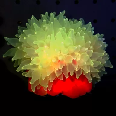 Möchten Sie Entacmaea Quadricolor Tepelanemone bestellen? l Coralandfishstore.nl