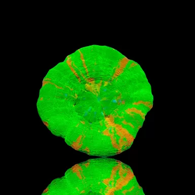 Scolimia assorted Australie kopen | Coralandfishstore.nl