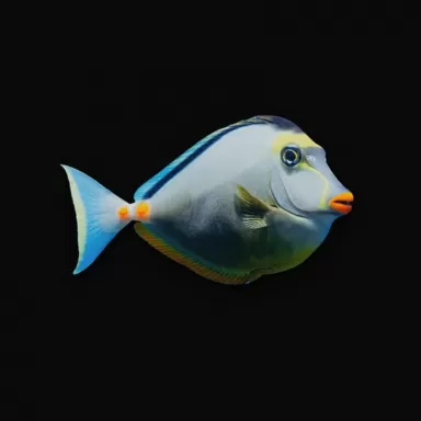 Möchten Sie Naso lituratus Fuchskopf-Doktorfisch kaufen? | Coralandfishstore.nl