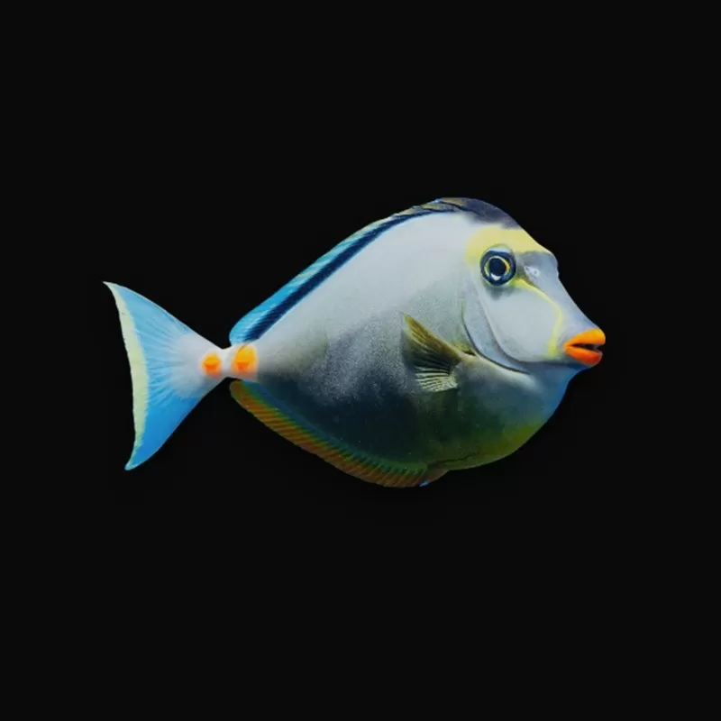 Möchten Sie Naso lituratus Fuchskopf-Doktorfisch kaufen? | Coralandfishstore.nl