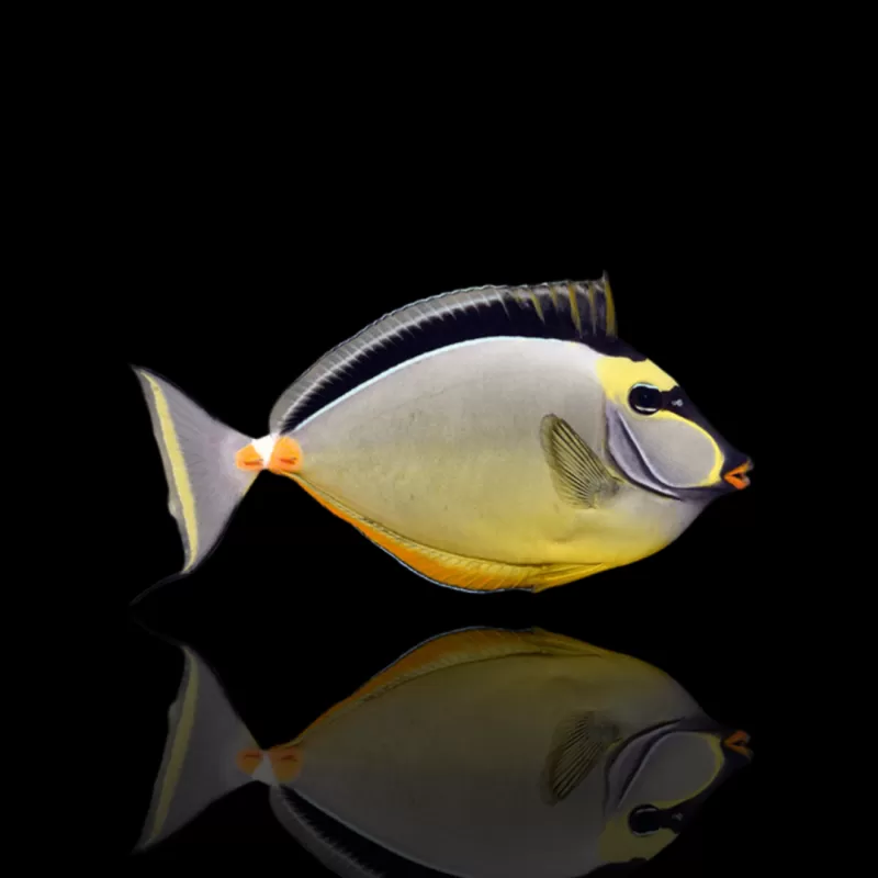 Möchten Sie Naso lituratus Fuchskopf-Doktorfisch kaufen? | Coralandfishstore.nl