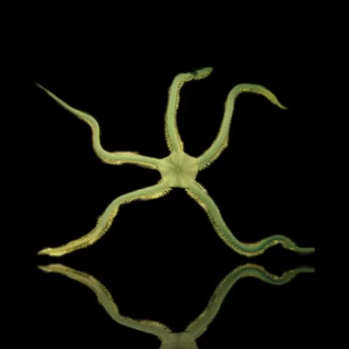 Möchten Sie Ophiarachna Incrassata - Grüner Schwefel kaufen?