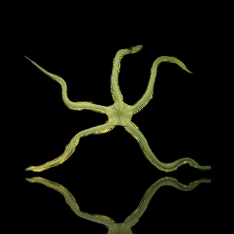 Möchten Sie Ophiarachna Incrassata - Grüner Schwefel kaufen?