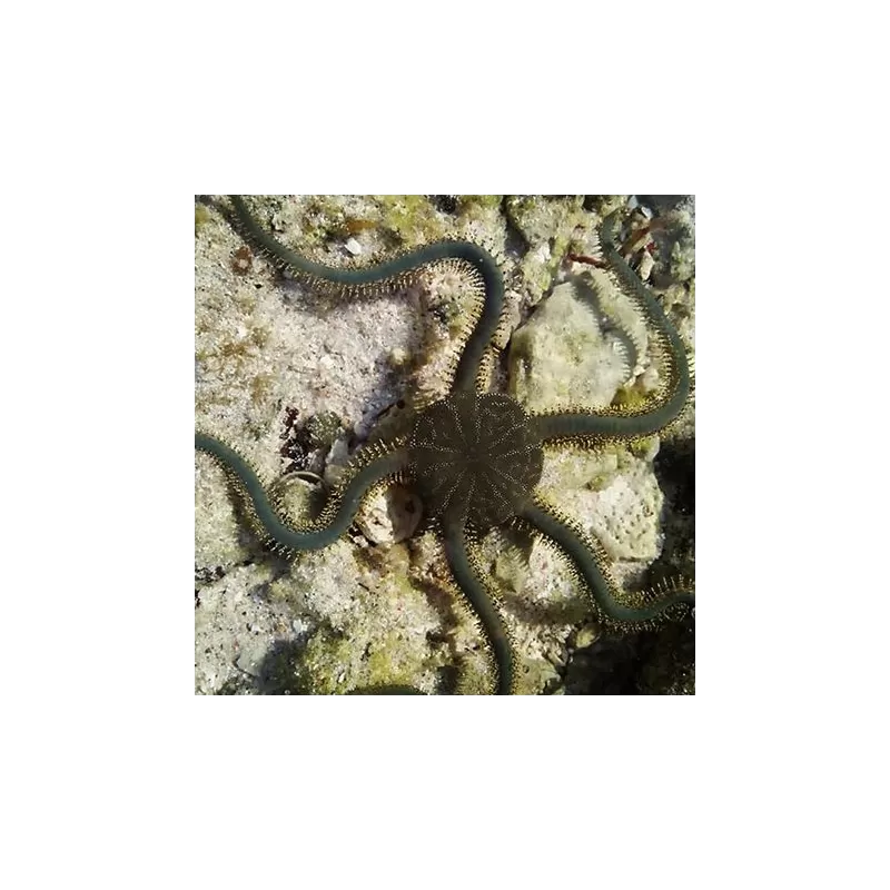 Möchten Sie Ophiarachna Incrassata - Grüner Schwefel kaufen?