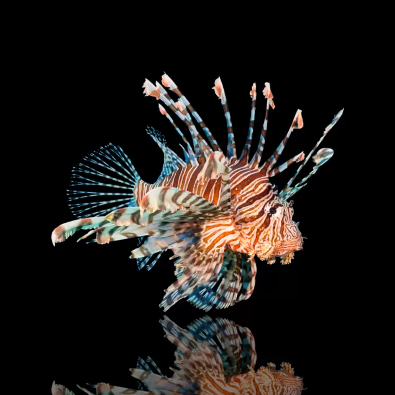 Pterois Volitans – Möchten Sie den großen Rotfeuerfisch kaufen?| Coralandfishstore.nl