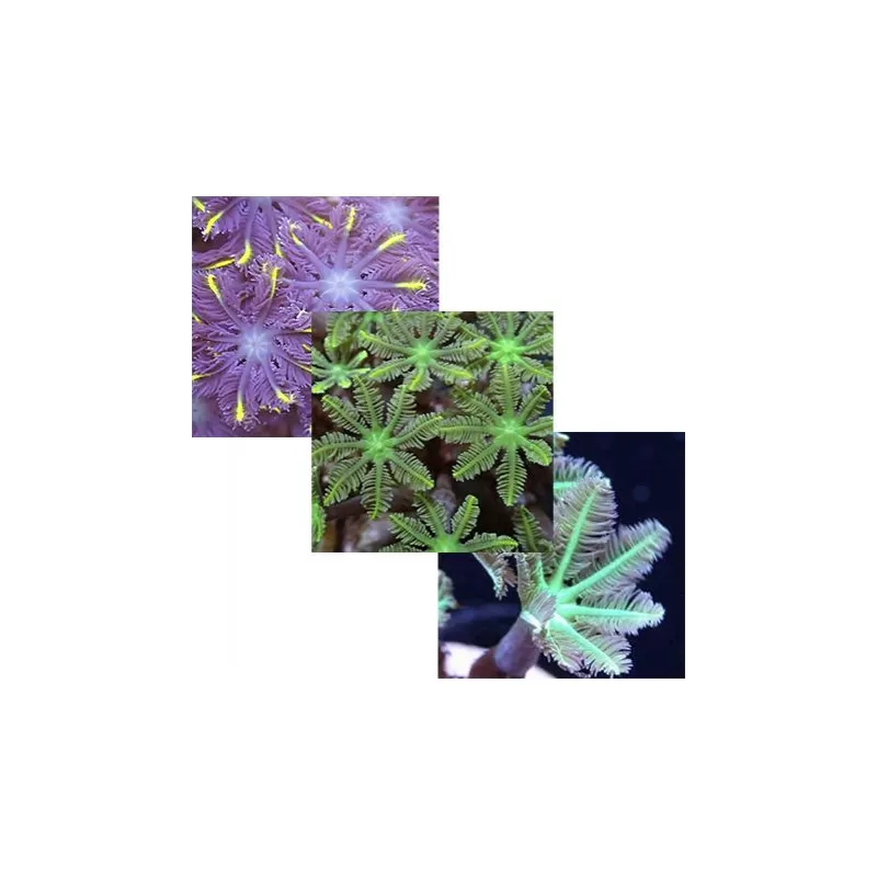 Clavularia Pack (3 kleuren) kopen? | Coralandfishstore.nl