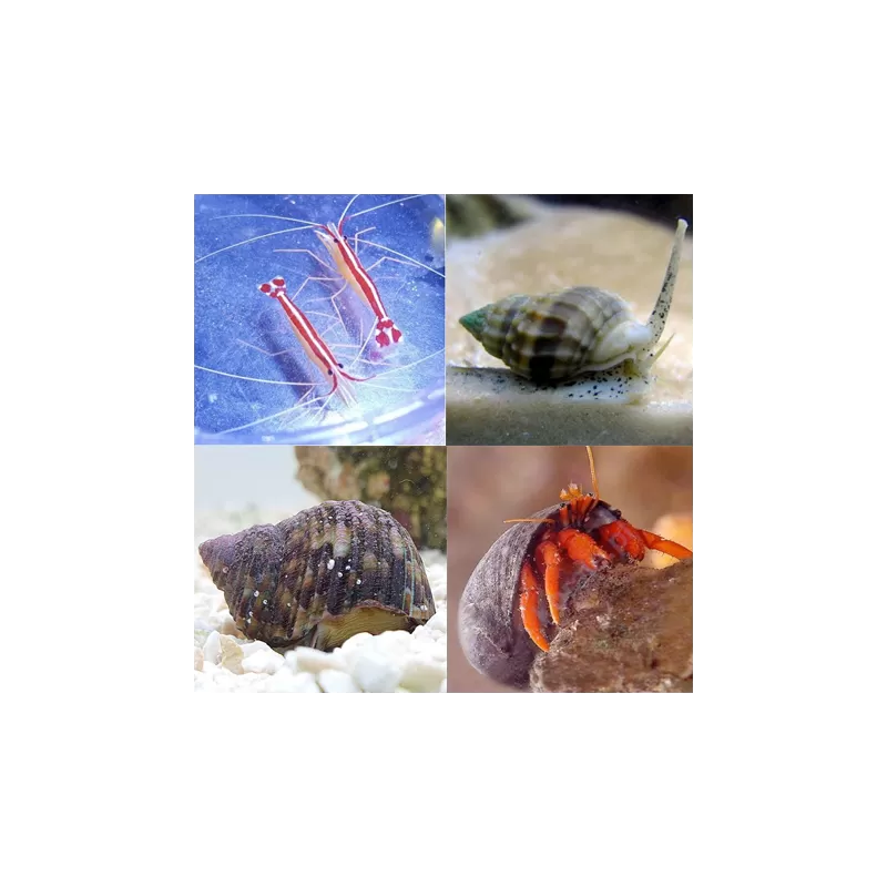 Opruimploeg kopen? | Coralandfishstore.nl