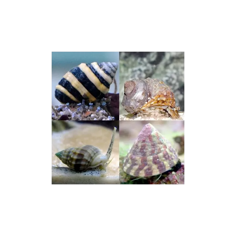 Möchten Sie eine Schneckenpackung (8 Stück) kaufen? | Coralandfishstore.nl