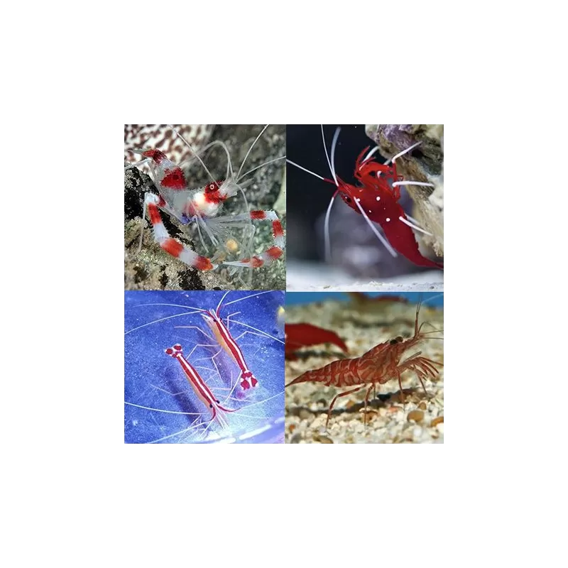 Garnalen Pack (4 garnalen) kopen? | Coralandfishstore.nl