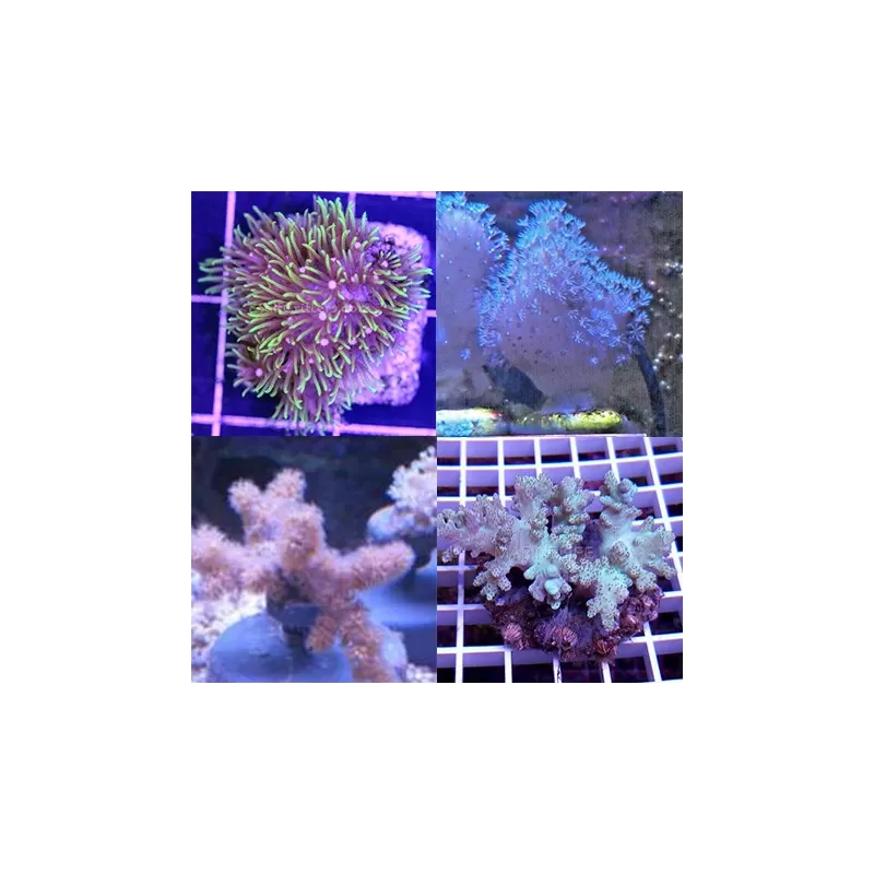 Tiny Soft Coral Pack (5 stuks) kopen? | Coralandfishstore.nl