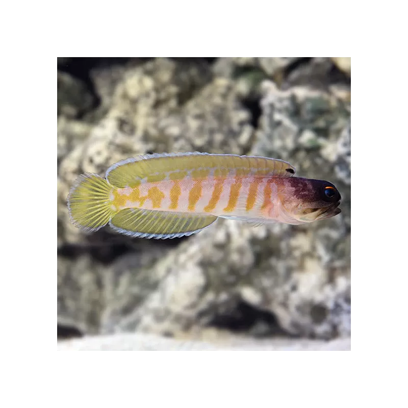 Möchten Sie Opistognathus Randalli - Goldband-Kieferfisch kaufen? | Coralandfishstore.nl