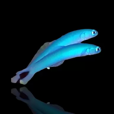 Möchten Sie Ptereleotris Heteroptera kaufen? | Coralandfishstore.nl