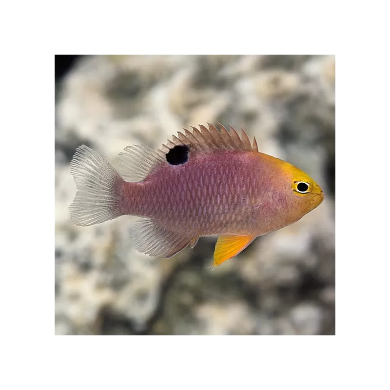 Chrysiptera Talboti| Coralandfishstore.nl