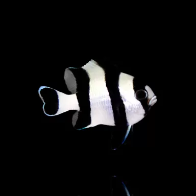 Möchten Sie Dasccyllus Melanurus kaufen? | Coralandfishstore.nl