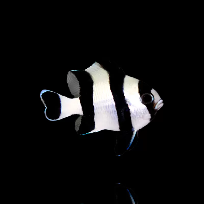 Möchten Sie Dasccyllus Melanurus kaufen? | Coralandfishstore.nl