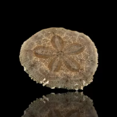 Clypeasteroida sp. oder Sanddollar kaufen? | Coralandfishstore.nl